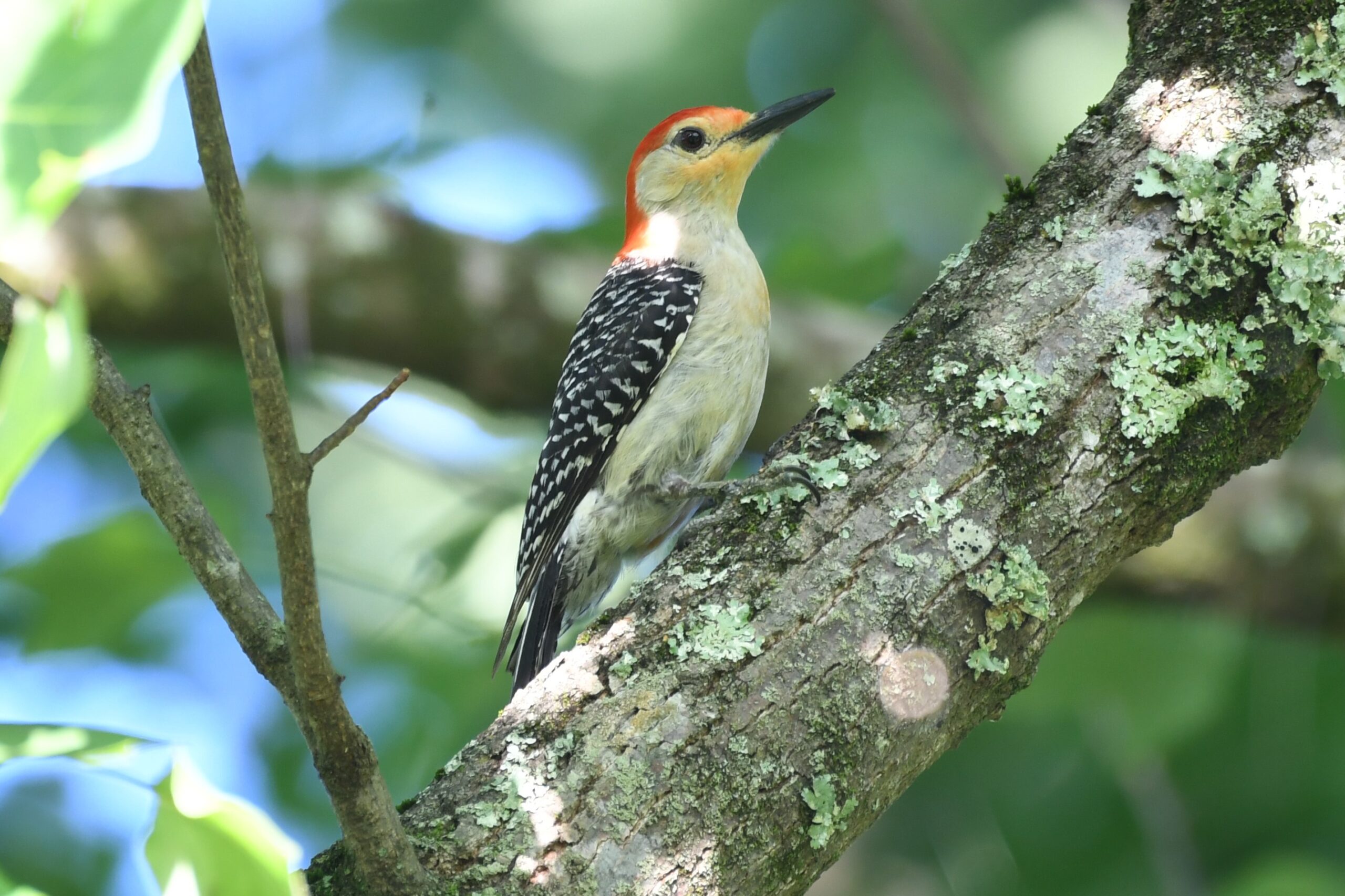 red belly male